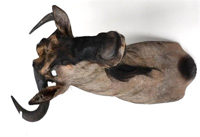 Lot 379 - Blue Wildebeest (Connochaetes taurinus), modern, shoulder mount, turning slightly to the left, 73cm