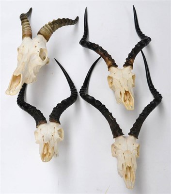 Lot 382 - Impala (Aepyceros malampus), three horns on skull; and Topi (Damaliscus lunatus jimela), horns...