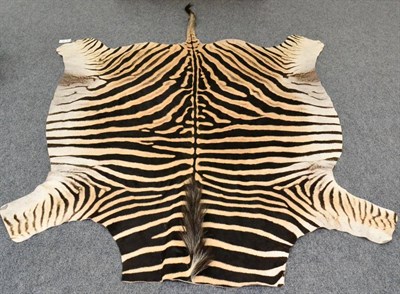 Lot 385 - Burchell's Zebra (Equus quagga burchelli), modern, skin rug, head lacking, 237cm long