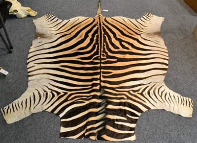 Lot 386 - Burchell's Zebra (Equus quagga burchelli), modern, skin rug, head lacking, 237cm long