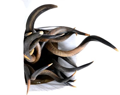 Lot 387 - Greater Kudu (Tragelaphus strepsiceros), modern, eight horns (not necessarily matching)