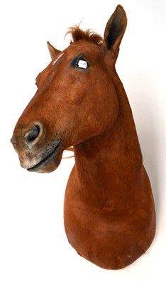 Lot 391 - Horse (Equus ferus caballus), modern, shoulder mount, light chestnut, turning slightly to the...