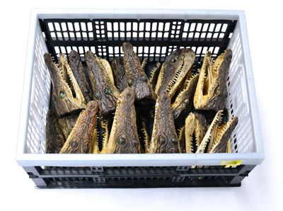 Lot 394 - Nile Crocodile (Crocodylus niloticus), South Africa, twenty-six cut head mounts with glass...