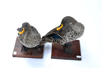 Lot 396 - Yellow-Billed Duck (Anus undulate), modern, two full mounts, one looking forward, the other turning