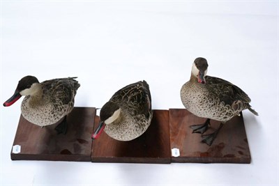 Lot 397 - Red-Billed Teal (?) (Anus erythrorhyncha), modern, three full mounts, in forward pose, the...