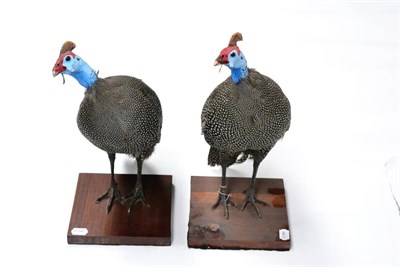 Lot 398 - Helmeted Guinea Fowl (Numida meleagris), two full mounts, standing, both turning their heads...