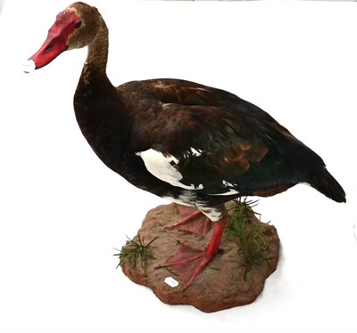 Lot 399 - Spur-Winged Goose (Plectropterus gambensis), modern, full mount, standing, turning slightly to...