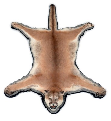 Lot 403 - Cougar (Puma concolor), modern, skin rug with head mount, 211cm long, 132cm across forelimbs,...