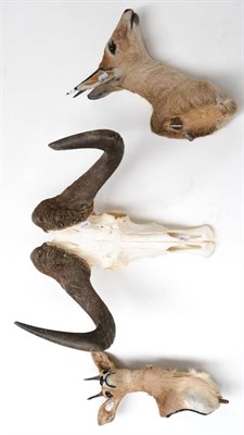 Lot 404 - Black Wildebeest (Connochaetes gnou), horns on upper skull, 44cm tip to tip; Steenbok...