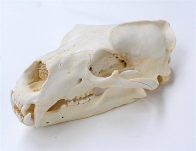 Lot 406 - Polar Bear (Ursus maritimus), circa 2008, boiled skull, 34cm long  With proof of legal import CITES