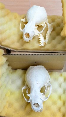 Lot 410 - North American River Otter (Lutra canadensis), modern, six boiled skulls, one with metal tag...