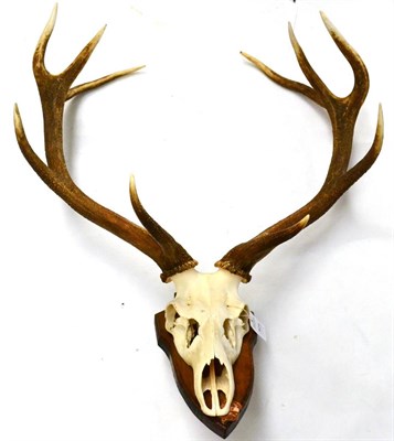 Lot 424 - Red Deer (Cervus elaphus), antlers on part upper skull, 10 points (5+5), mounted on an oak...