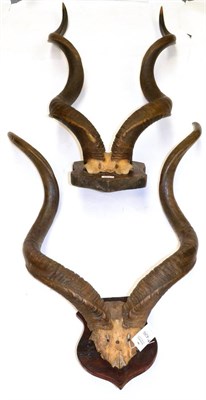 Lot 426 - Greater Kudu (Tragelaphus strepsiceros), early 20th century, horns on cut frontlet, right horn...