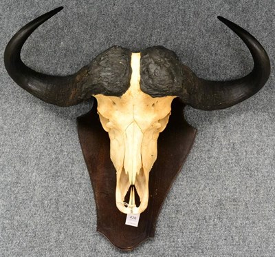 Lot 428 - Cape Buffalo (Synceros caffer caffer), 20th century, horns on upper skull, mounted on an oak...