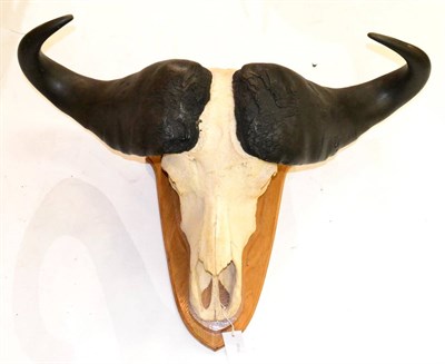 Lot 429 - Cape Buffalo (Synceros caffer caffer), 20th century, horns on part upper skull, mounted on an...