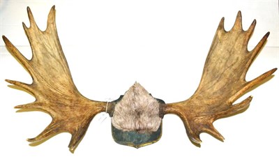 Lot 431 - Moose (Alces alces), antlers on cut fur-covered frontlet, 16 points mounted on a green painted...