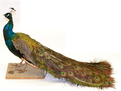 Lot 433 - Peacock (Pavo cristatus), male, full mount standing on naturalistic grit covered base, 131cm...