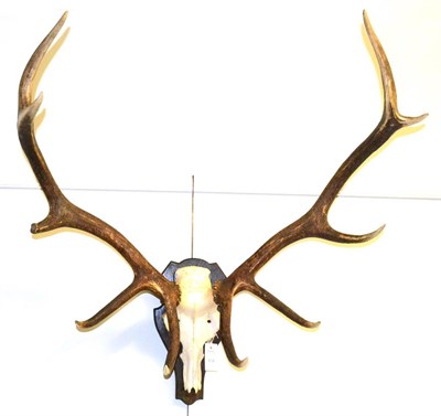 Lot 434 - Red Deer (Cervus elaphus), antlers on part upper skull, 11 points (5+6), mounted on an oak...