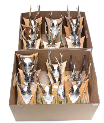 Lot 435 - Roe Deer (Capreolus capreolus), mainly circa 1988-2002, antlers on cut upper skulls, each on...