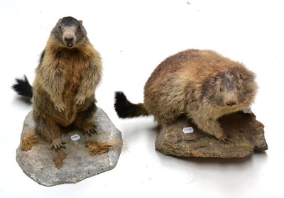 Lot 436 - Alpine Marmot (Marmota marmota), late 20th century, two full mounts, one in alert pose on its...