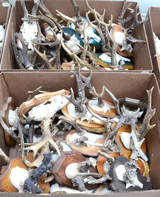 Lot 438 - Roe Deer (Capreolus capreolus), two boxes of assorted antlers on cut upper skulls, the majority...