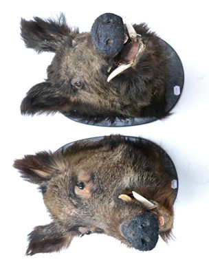 Lot 440 - European Wild Boar (Sus scrofa), circa 1920-30, head mount, jaw agape, on black painted oval...