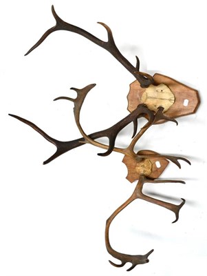 Lot 444 - Reindeer (Rangifer tarandus), antlers on cut frontlet, 16 points (7+9), on oak shield; and European