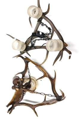 Lot 445 - Fallow Deer (Dama dama), antler hanging ceiling light made from three antlers, single light fitting