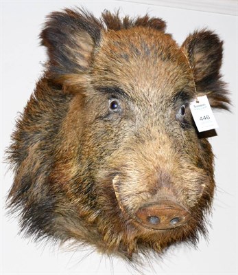 Lot 446 - Wild Boar (Sus scrofa), head mount, 60cm from wall