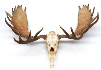 Lot 447 - Canadian Moose (Alces alces), antlers on upper skull, 28 points (15+13), broadest span 151cm,...