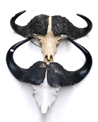 Lot 448 - Cape Buffalo (Synceros caffer caffer), horns on upper skull; and Another Similar (2)