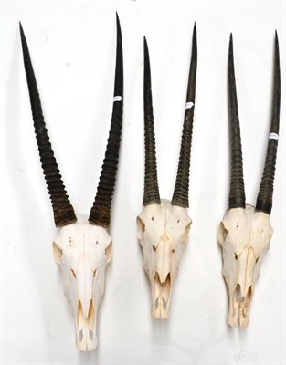 Lot 449 - Gemsbok Oryx (Oryx beisa), horns on upper skull, three examples, the longest right horn 87cm