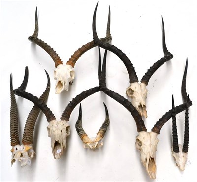 Lot 450 - Impala (Aepyceros malampus), horns on upper skulls, four examples; and Three Other Horn Sets,...