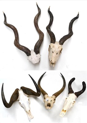 Lot 451 - Five Horns on Skull, Red Hartebeest, Waterbuck, Wildebeest and two Lesser Kudu