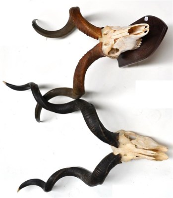 Lot 452 - Great Kudu (Tragelaphus strepsiceros), horns on cut and upper skulls, two specimens, the...