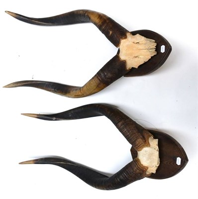 Lot 455 - Eastern Bongo (Tragelaphus euryceros isaaci), early 20th century, horns on frontlet, set 1...