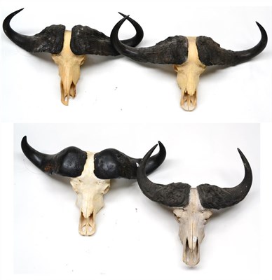 Lot 456 - Cape Buffalo (Synceros caffer caffer), two small horns on upper skull; and Two Larger Examples (4)