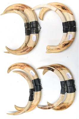 Lot 457 - Warthog (Phacochoerus africanus), four sets of tusks with white metal mounts