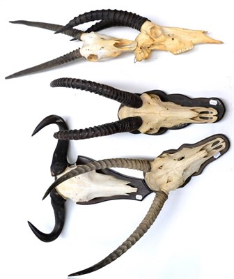 Lot 458 - Five African Skulls with Horns, comprising Kob, Roan Antelope on shield , Wildebeest on shield...