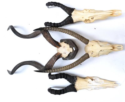 Lot 460 - Four African Skulls, comprising two Red Hartebeest, Greater Kudu on shield and Waterbuck