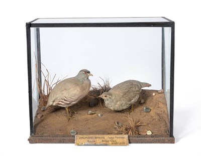 Lot 462 - Seesee Partridge (Ammoperdix bonhami), Quetta, Beluchistan, December 19th 1892, by Rowland...