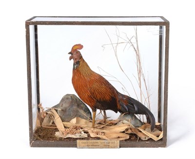 Lot 463 - Ceylon Jungle Fowl (Gallus lafayetth), Anuradhapara, Ceylon, December 1874, by Rowland Ward....