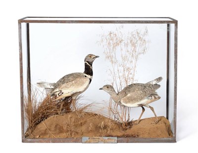 Lot 465 - Little Bustard (Tetrax campestris), Mediana, Spain, June 6th 1883, December 23rd 1882, by...