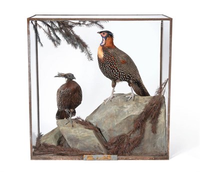 Lot 466 - Western Horned Tragopan (Tragopan melanocephalus), Kashmir April 189? and Koklass Pheasant...