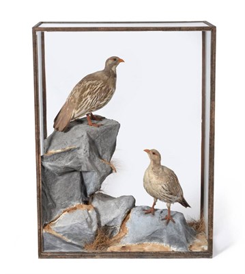 Lot 467 - Tibetan Snowcock (Tetraogallus tibetanus), circa 1883, by Rowland Ward, two full mounts stood...