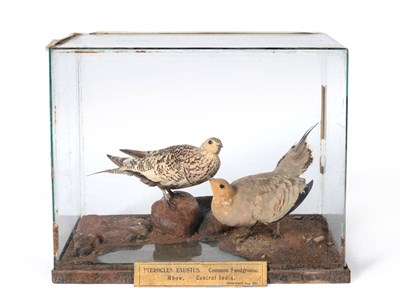 Lot 468 - Common Sandgrouse (Pterocles exustus), Mhow, Central India, November 9th 1891, by Rowland Ward,...