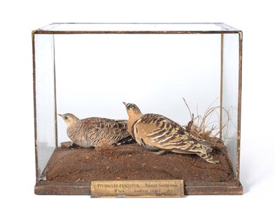 Lot 469 - Painted Sandgrouse (Pterocles fasciatus), Mhow, Central India, 19th August 1891 and 30th July 1891