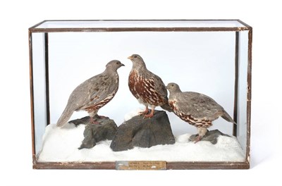 Lot 470 - Snow Partridge (Lerwa nivicola), by Rowland Ward, three full mounts posed in a naturalistic...