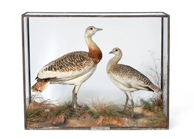 Lot 471 - Great Bustards (Otis tarda), June 1st 1883, Mediana, Spain, by Rowland Ward, a pair of full mounts