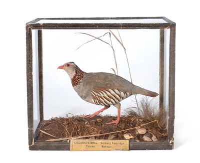 Lot 472 - Barbary Partridge (Caccabis petrosa), Tetuan, Morocco, March 1883, by Rowland Ward, full mount...